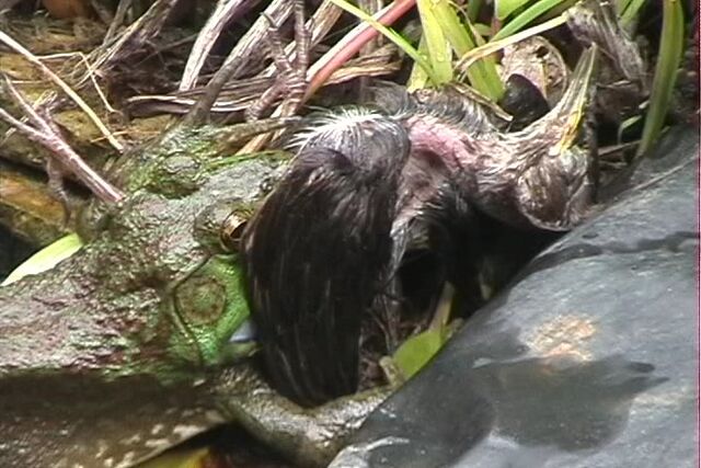 File:Bullfrog Eats Bird.jpg
