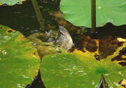 Frog Drowning Sparrow
