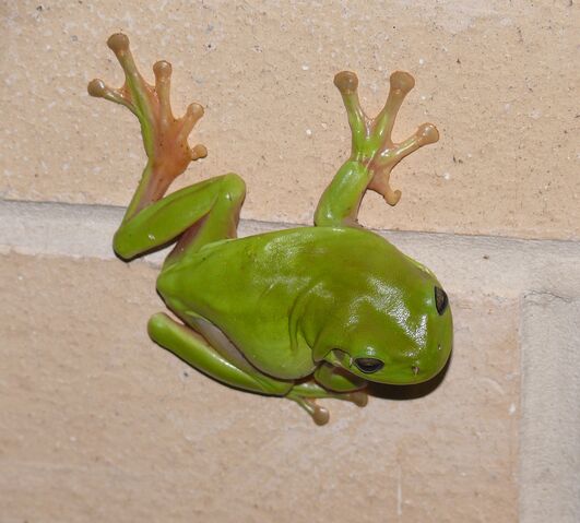 File:Green Tree Frog.jpg