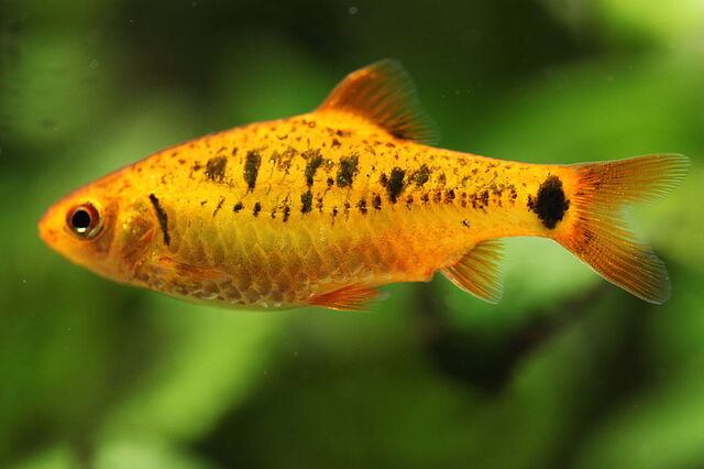 File:Goldfish.jpg