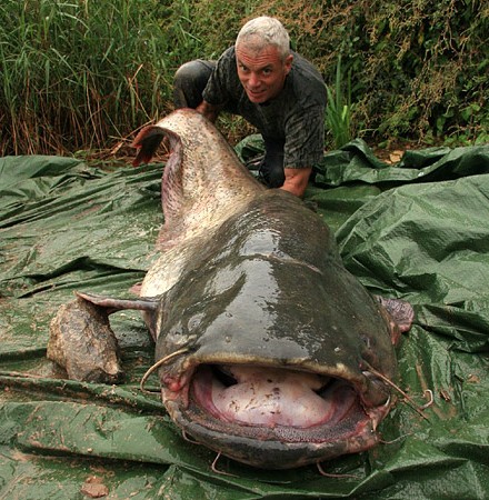 Image - Wels Catfish.jpg | Animal World Wiki | FANDOM powered by Wikia