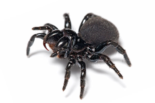 File:Mouse Spider.jpg