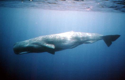 File:Sperm Whale.jpeg