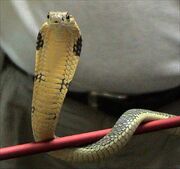 King Cobra