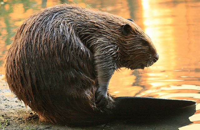 File:Beaver.png