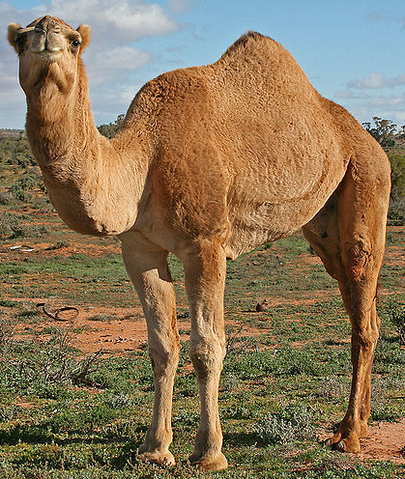 File:Dromedary Camel.png