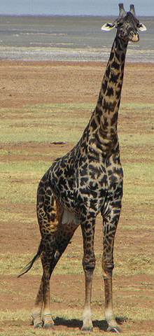 File:Masai Giraffe.png