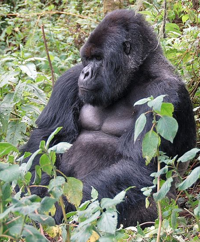 File:Mountain Gorilla.png