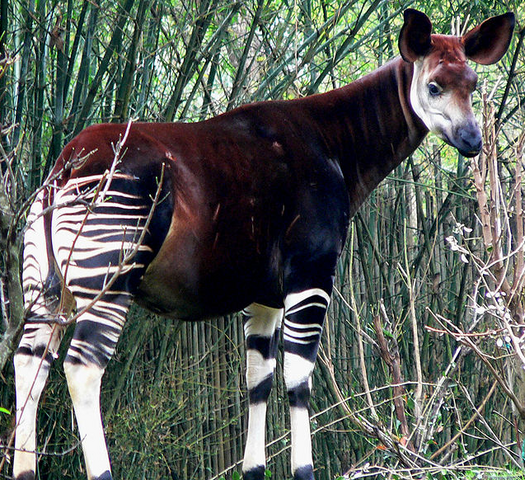 File:Okapi.png