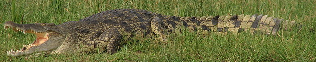File:Nile Crocodile.png