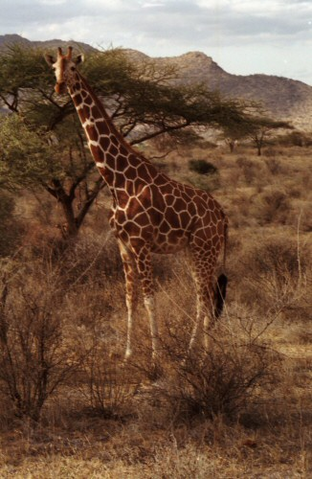 File:Reticulated Giraffe.png