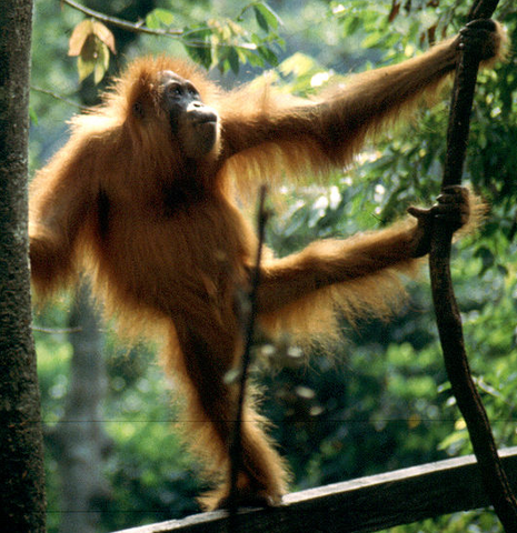 File:Orangutan.png