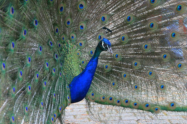 File:Common Peafowl.png