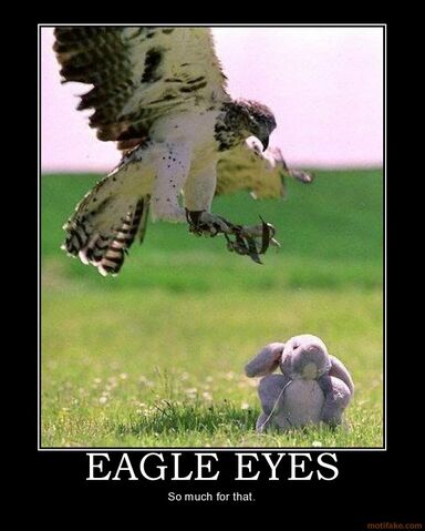File:Eagle eyes -.-''.jpg