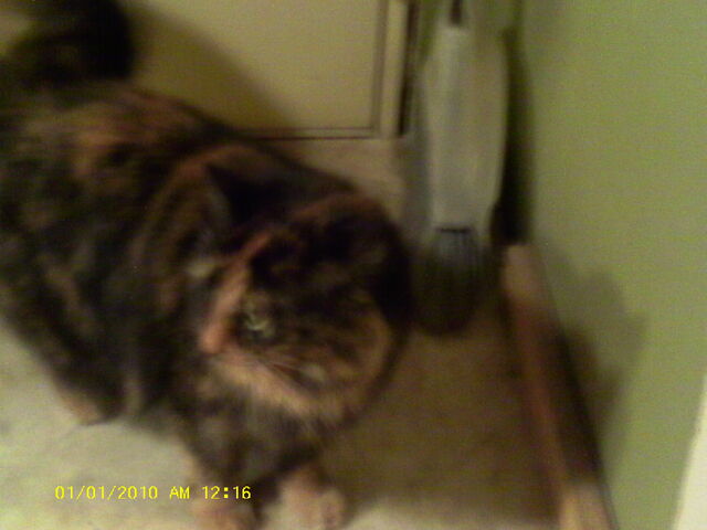 File:Pictures 62811 013.jpg