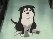 Puppy