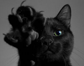 Black-cat-black-cats-cat-cat-claws-cat-paw-Favim.com-242281
