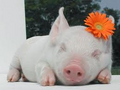 Thumbnail for version as of 21:11, March 22, 2012