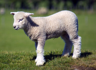 Lamb