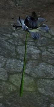Black lotus