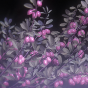 Barberry