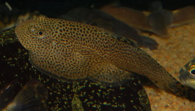 File:Beaufortia kweichowensis.jpg