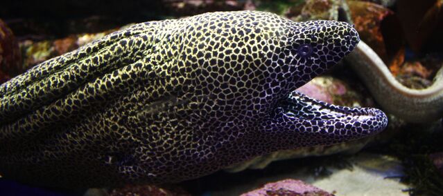 File:Gymnothorax favagineus.jpg