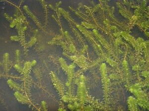 Elodea canadensis