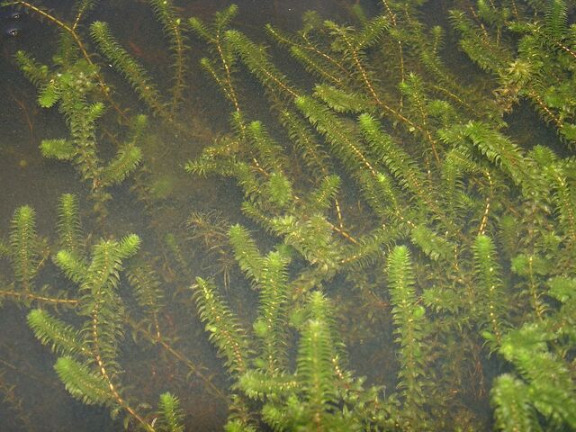 File:Elodea canadensis.jpg