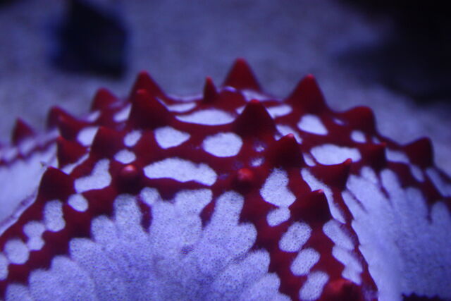 File:Sea star.jpg