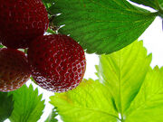 Strawberry times....jpg