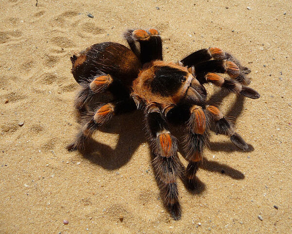 File:750px-Brachypelma smithi 2009 G09.jpg