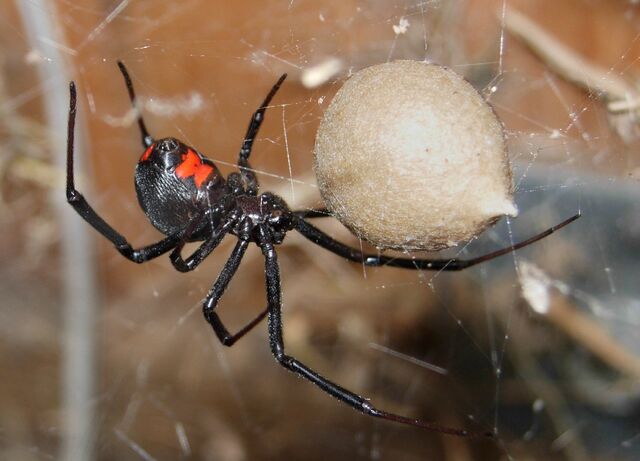 File:Black Widow Spider 07-04-20.jpg