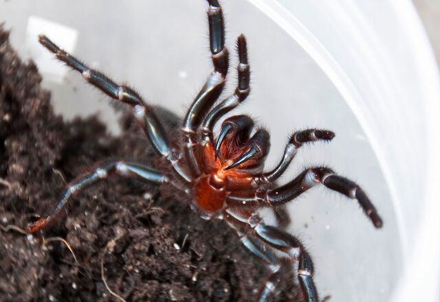 File:Sydney funnelweb spider.jpg