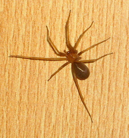 File:562px-Loxosceles.laeta.jpg