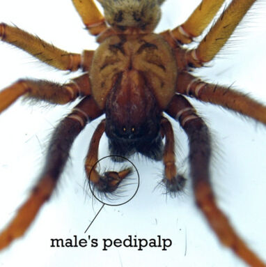 Male-spiders-pedipalp