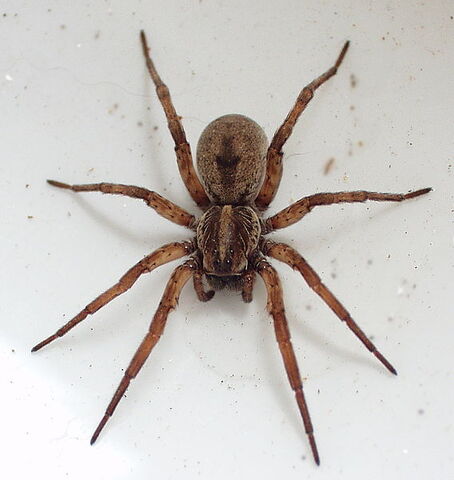 File:568px-Hogna lenta 18.jpg