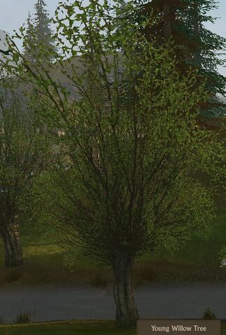 File:Willow Tree Young.jpg