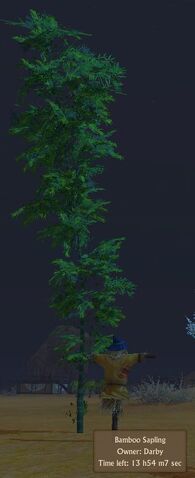 File:Bamboo Sapling.jpg