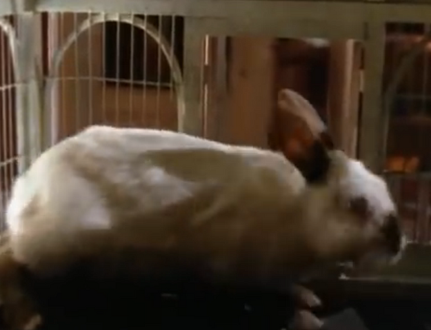File:6darkdragonsmoothbunny.png