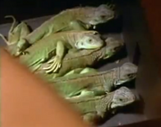 1chameleons22