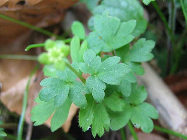 File:Adoxa moschatellina blatt.jpeg