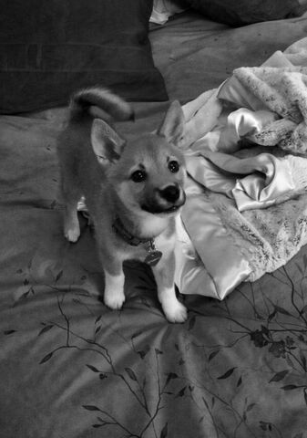 File:First picture of Fawkes.jpg
