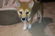 Fawkes.jpg