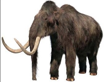 File:Woolly-mammoth.jpg