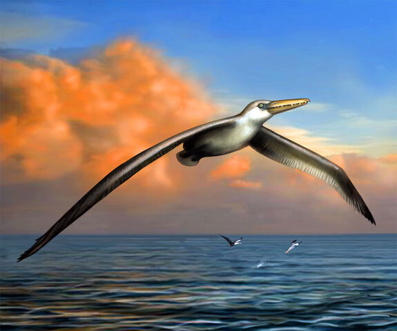 File:Image 2046 1e-Pelagornis-sandersi.jpg