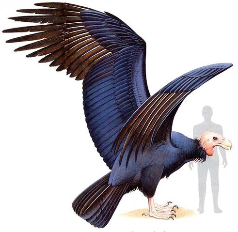 File:Argentavis-Magnificens.jpeg
