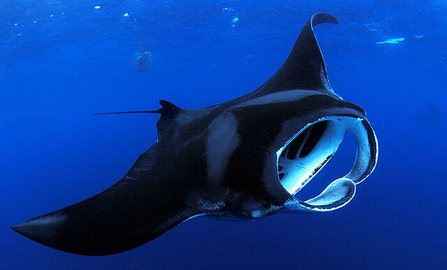 File:Ray Manta2.jpg