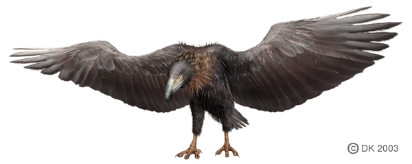 File:Argentavis.jpg
