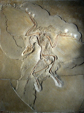 File:800px-Archaeopteryx lithographica (Berlin specimen).jpg